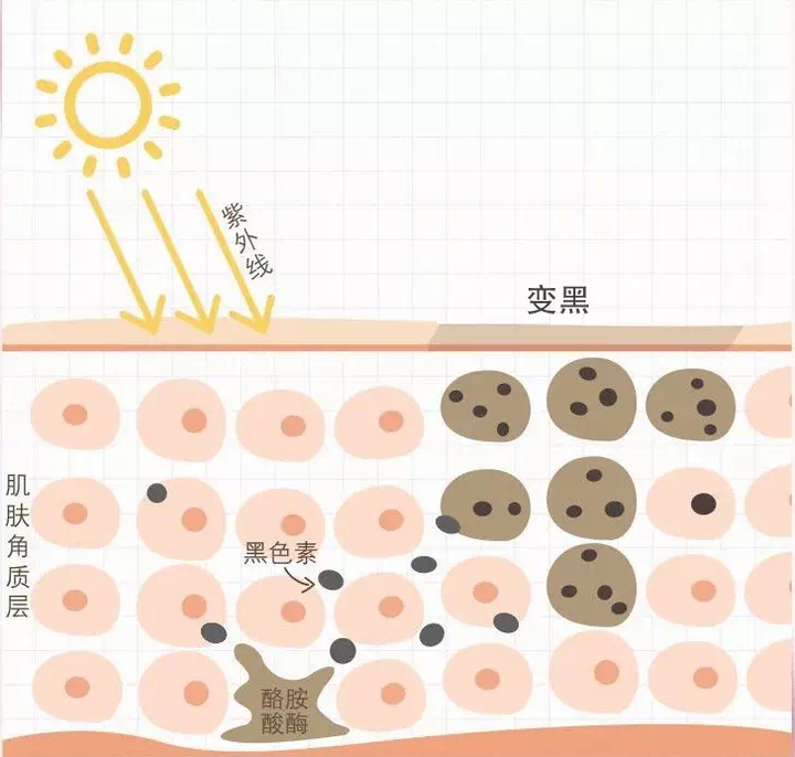 女孩子如何护肤能让皮肤变白?