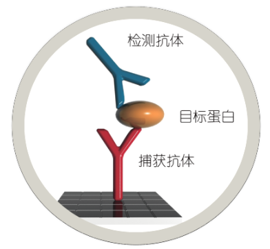 抗体对的检测原理示意图部分病原微生物相关抗原/抗体对:相关热门文章