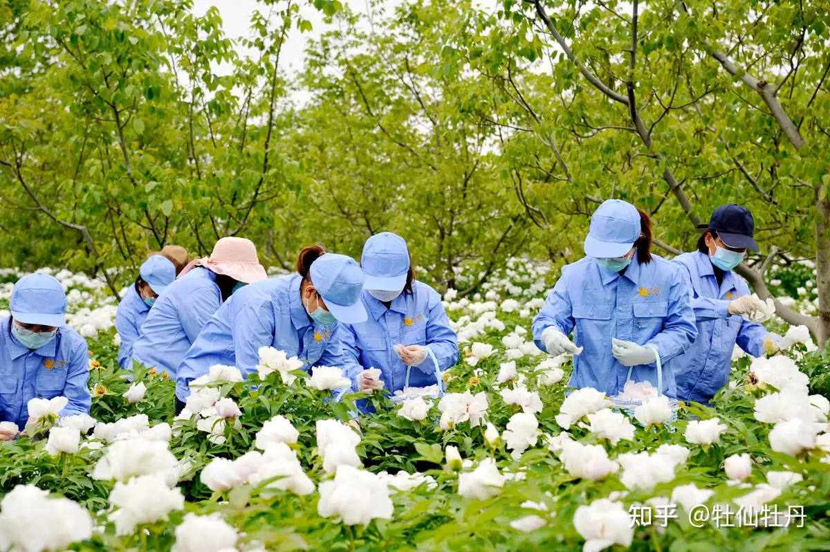 万亩牡丹花正艳，牡仙牡丹种植基地迎来牡丹花采摘期- 知乎