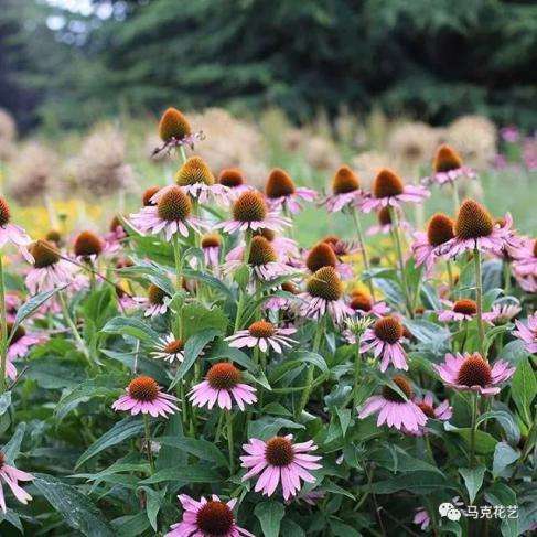 什么是猫眼 听说是用来插花的 知乎