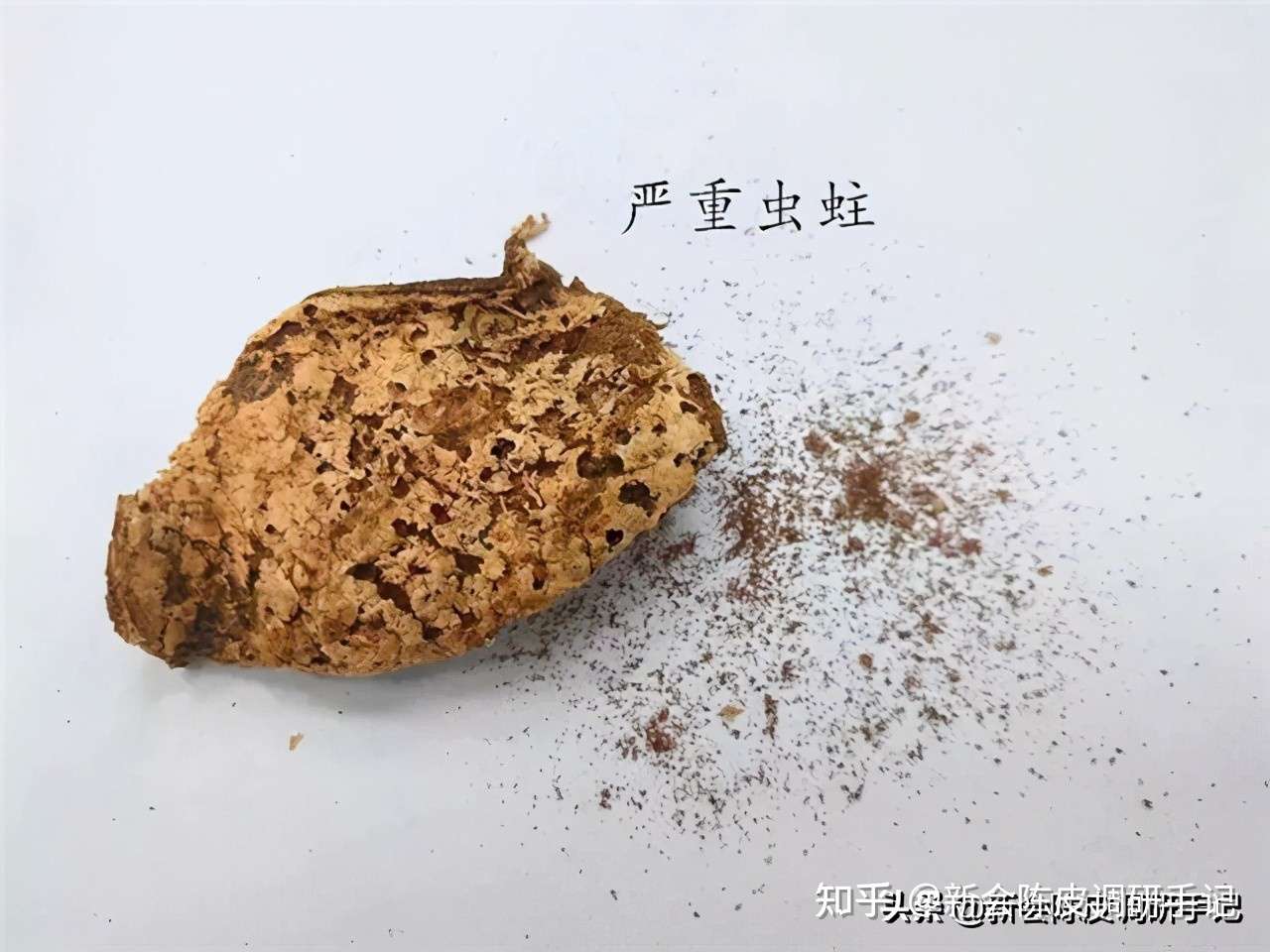 大战三百回合 损失1000斤新会陈皮 他最后还是败给一群 虫子 知乎