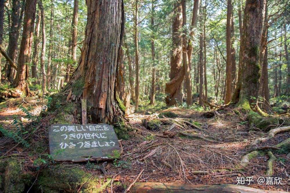 关于日本自杀森林的十大令人不安的事实 知乎