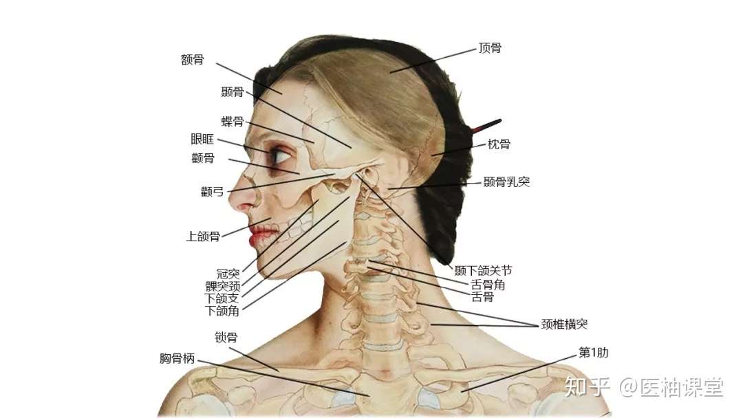 27张高清解剖图带你认识头 面 颈部骨骼及肌肉名称 知乎