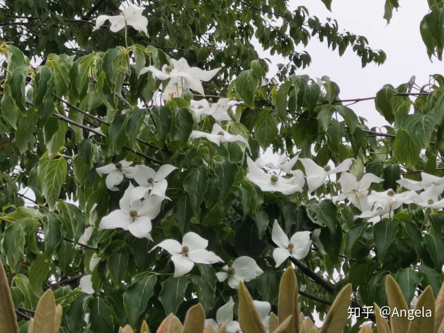 植物第1篇四照花 中国女孩cornus Kousa China Girl 知乎