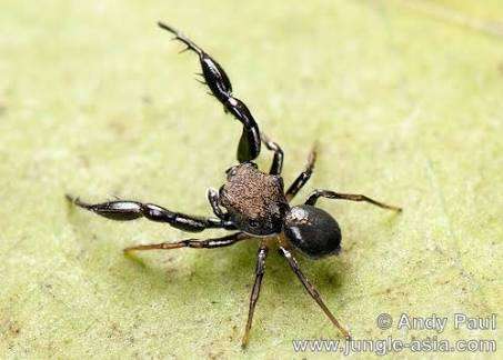 这是什么蜘蛛qwq