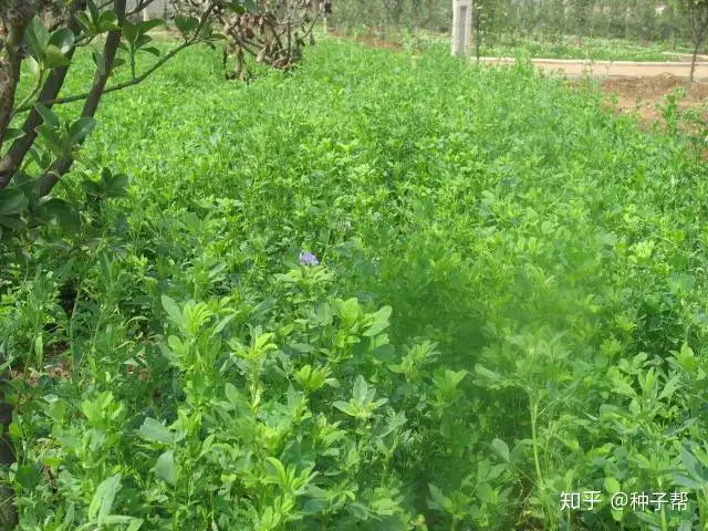 你不知道的植物秘密 为什么说紫花苜蓿是 牧草之王 知乎