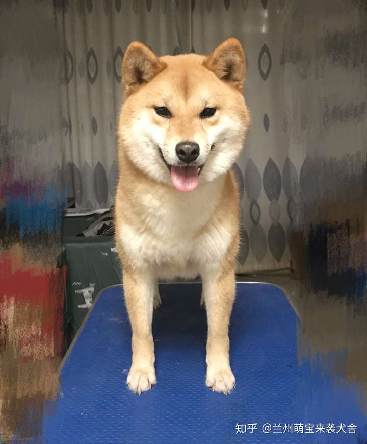 什么样的小柴犬长大后脸大?