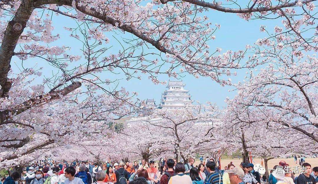 大数据生成的赏花地图 科学告别人挤人的旅行 知乎