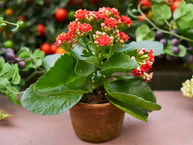 适合十月份扦插的10种花 沾土 就活 成活率高 知乎