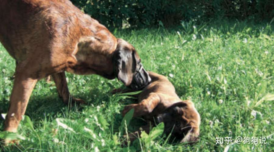 狗语入门指南 浅谈学习 狗语 对人犬共同生活的意义 知乎