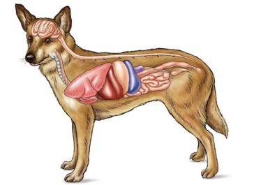 霸王龙也解放了双手也能直立行走脑袋也足够大为什么没发展出人类这样