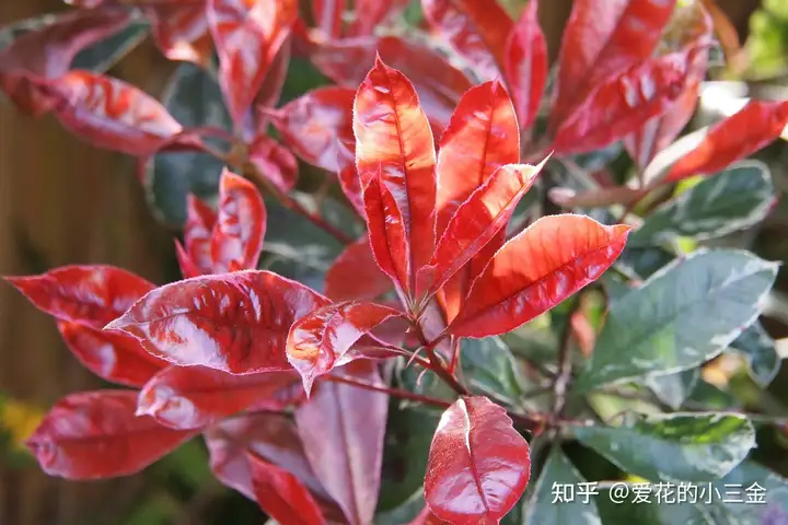 奔走相告（紅葉石楠效果圖片欣賞）紅葉石楠造型盆景圖片，秋冬賞葉植物（十四）：紅葉石楠，陳銘生原型照片，