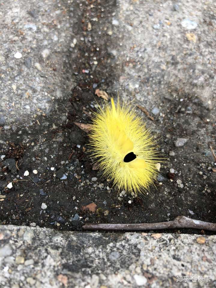 学校看到的毛毛虫黄色长毛身上还有个黑点想知道叫啥