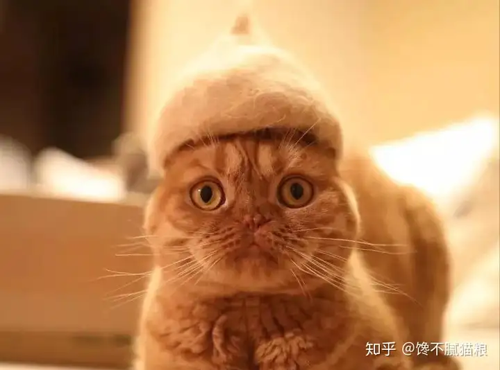 猫咪掉毛严峻是什么原因？（冬天猫咪掉毛严峻是什么原因）