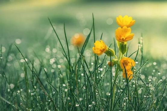 今日雨水 迎一场春雨 等一片花开 知乎