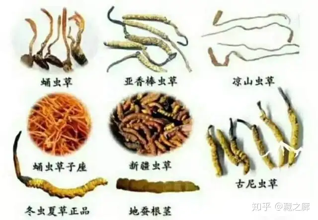 蚕虫華草（新冬虫夏草） - 米、雑穀、粉類