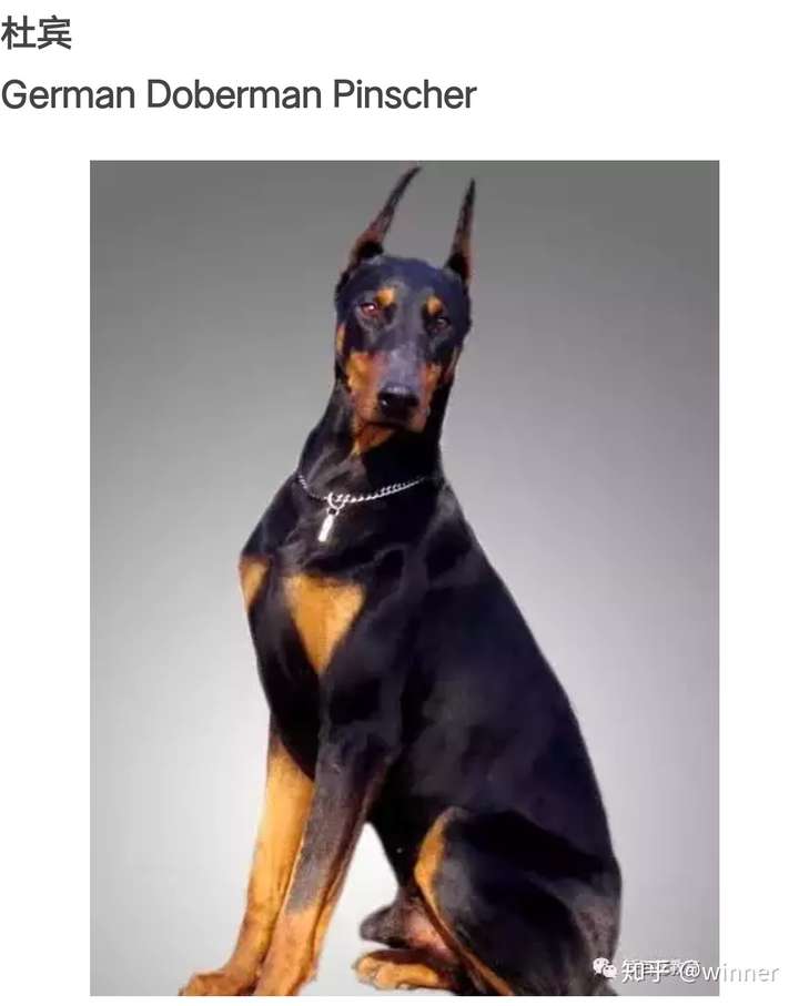 爱宠大机密2鲁叔是什么品种的狗?