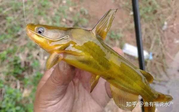 黄颡鱼腹水病如何解决 知乎