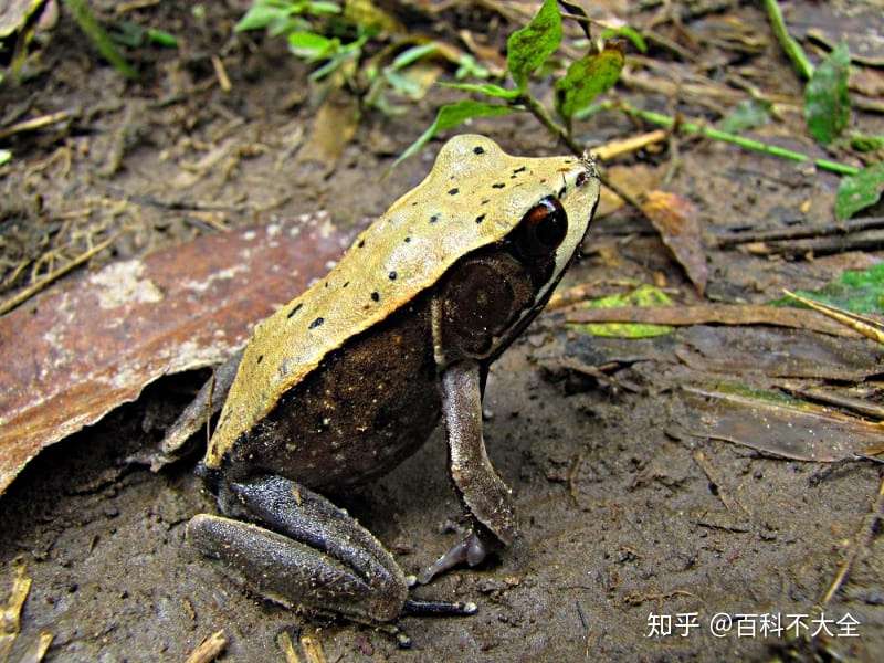 动物篇 40 无尾目 下 知乎