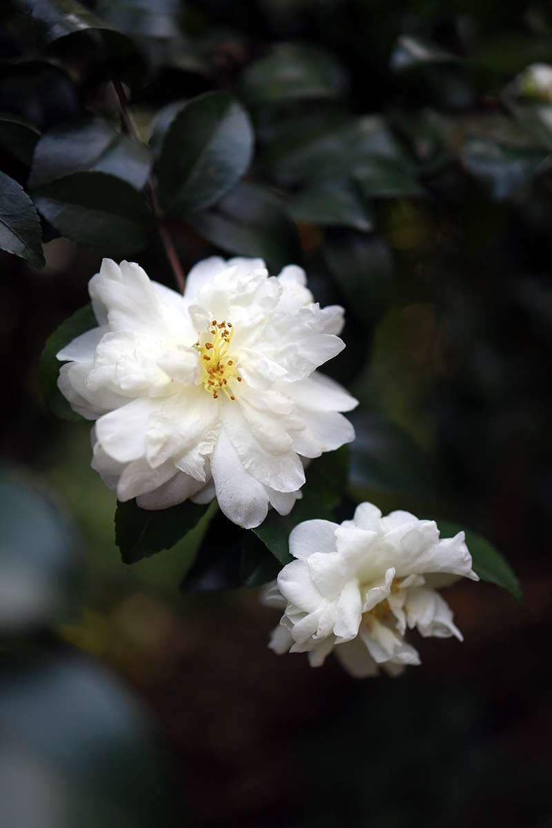 花事#归途中竟远远看见某个曾经很喜欢我的老师.头发竟有点白了.