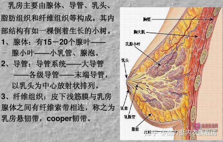 你知道乳腺癌是怎么来的吗 都是因为平时不注意 知乎