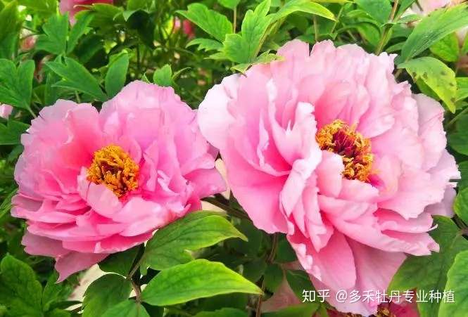 牡丹冬季休眠期浇水有讲究 搞不好冬天没过就死了 知乎