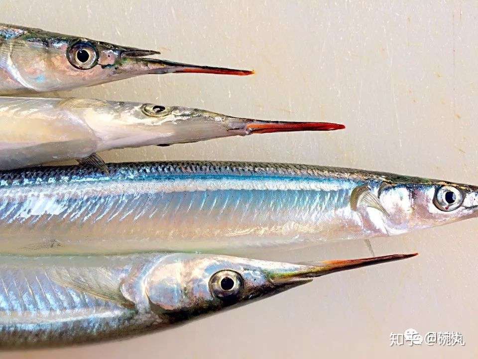 水针鱼 记一位腹黑而貌美的体操运动员 知乎