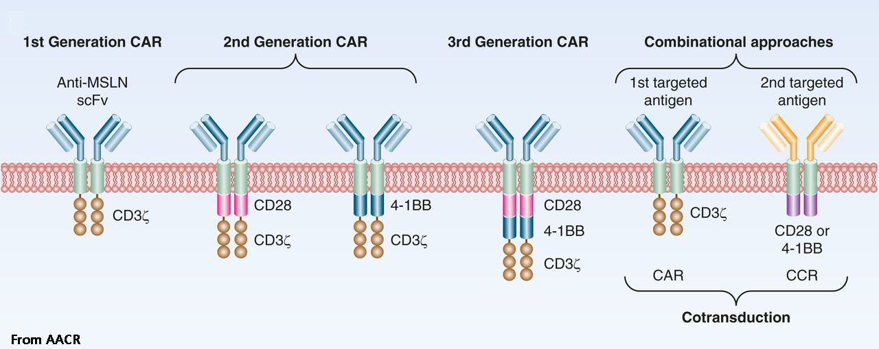 Nature 综述 Car T细胞免疫疗法的未来 知乎