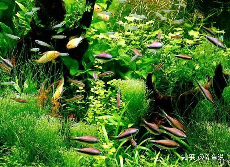 二氧化碳泡腾片到底有没有用 从水草如何进行光合作用 深度解析 知乎