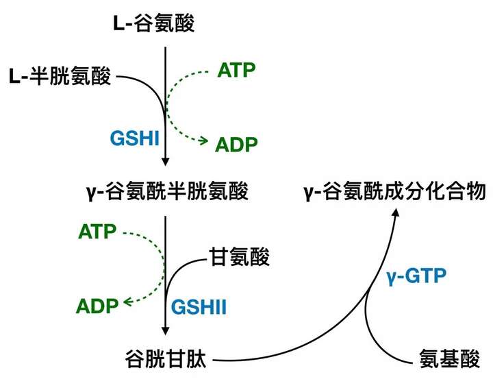 乙酰半胱氨酸作用机制图片