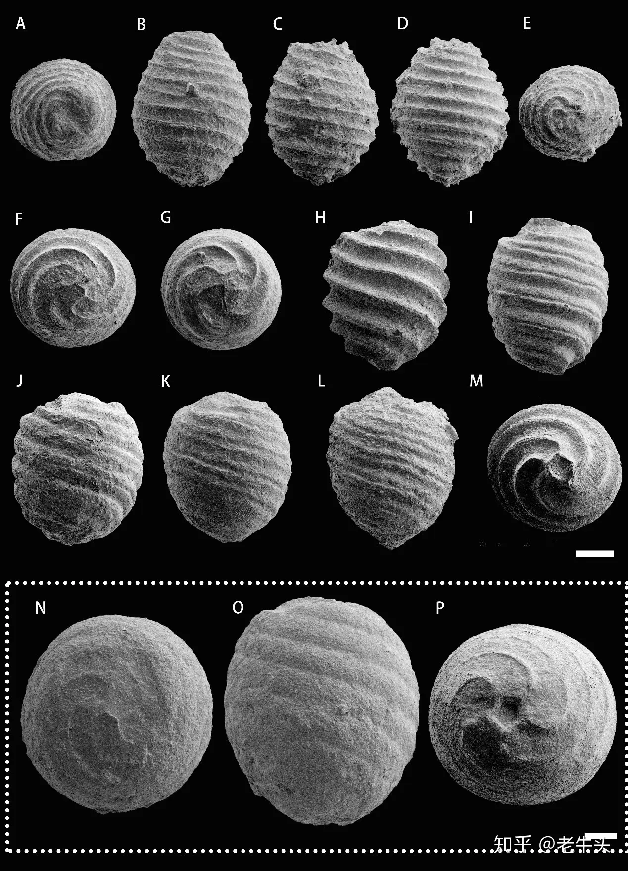 古生物新闻（2020年2月17日-3月1日） - 知乎