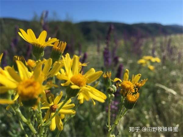 哪种蜂蜜花香 没有一点花香的蜂蜜好吗 知乎