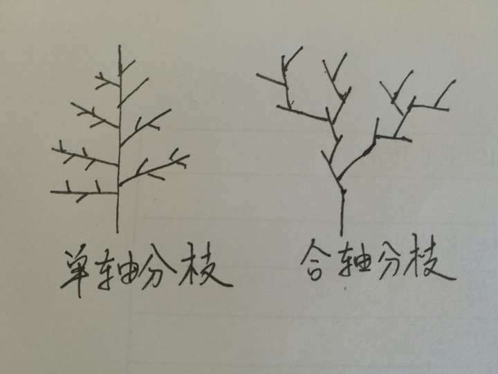 竹子在没有根的情况下可以扦插繁殖吗