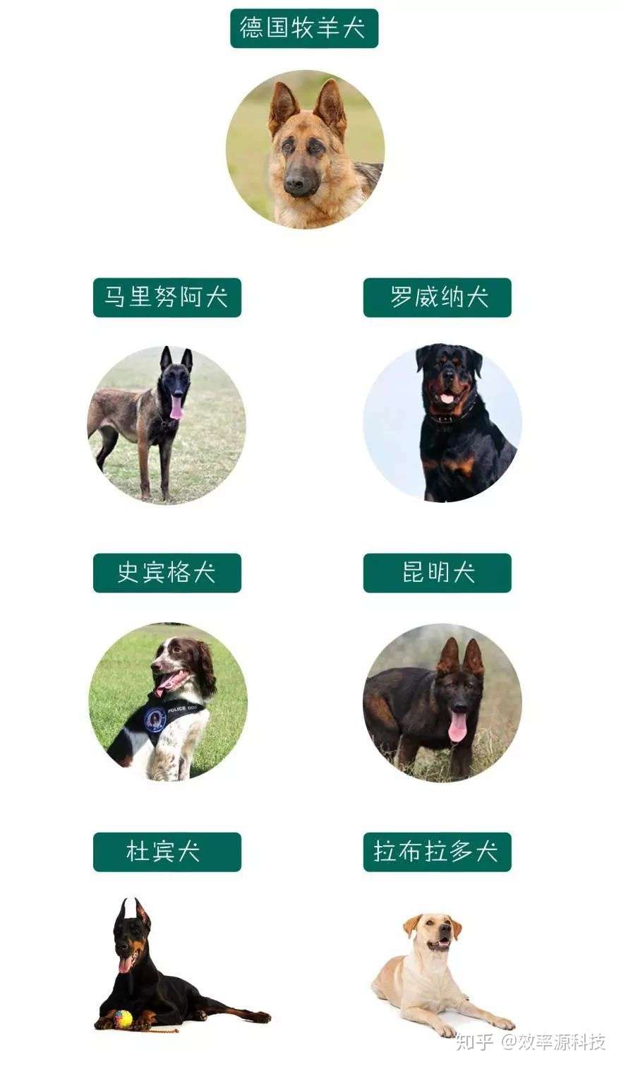 为什么哈哈哈哈哈哈哈哈士奇不能当警犬 知乎