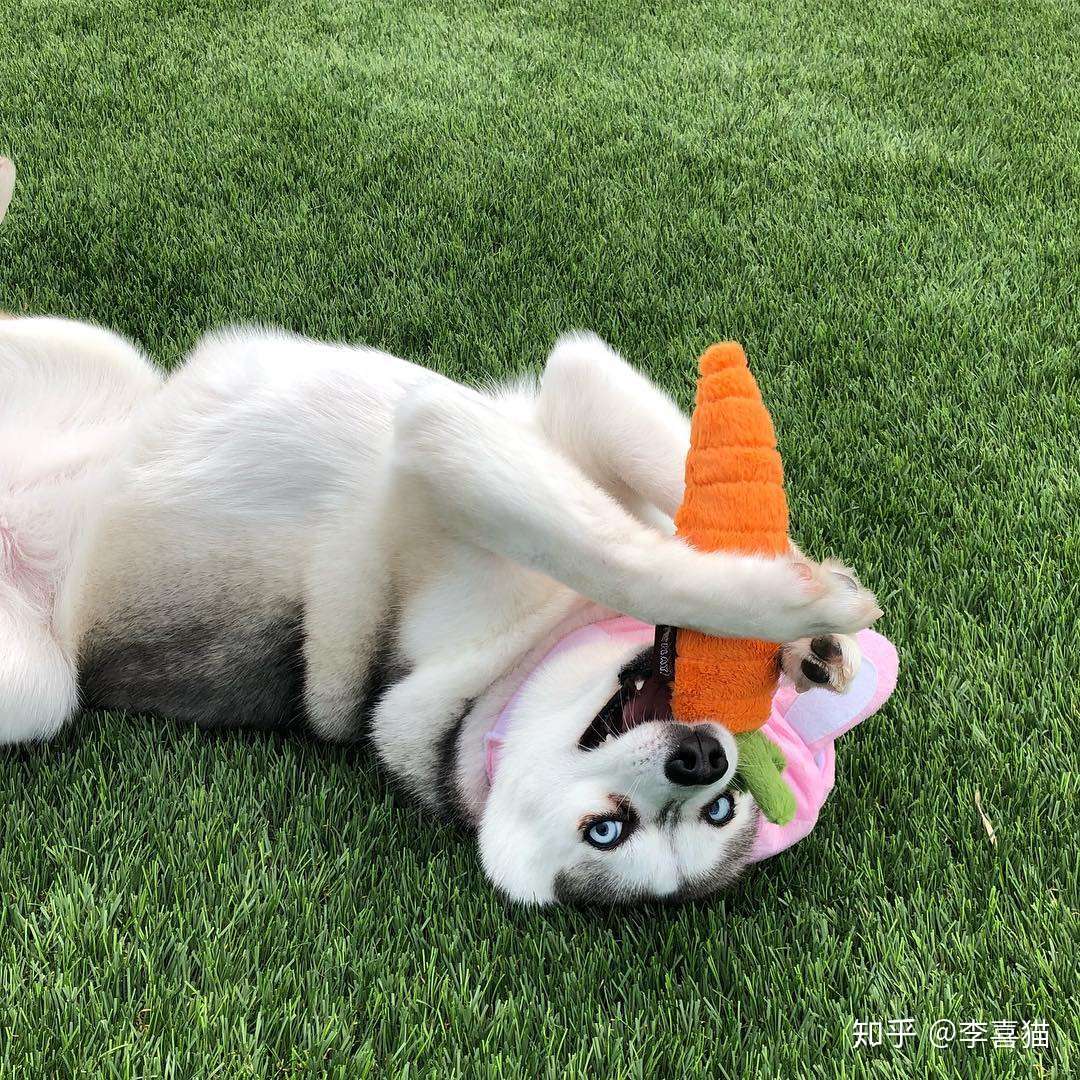 这种狗狗跟二哈撞脸 但颜值却比二哈高到不知哪里去了 知乎