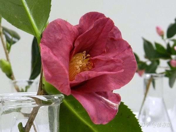 日本茶花100选 025 出云阿国紫式部小督 知乎