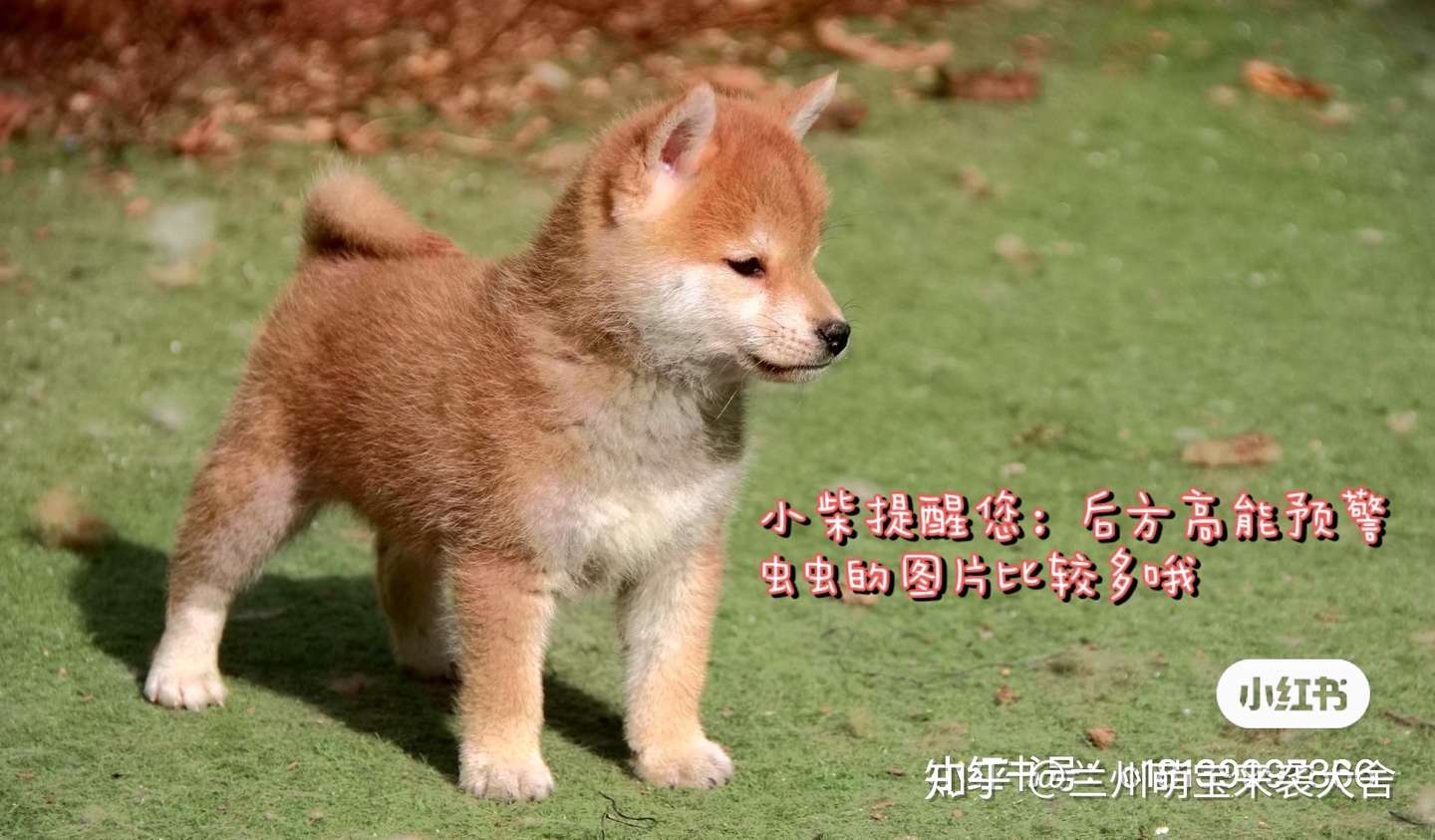 柴犬知识科普 三 史上最全驱虫总结 知乎