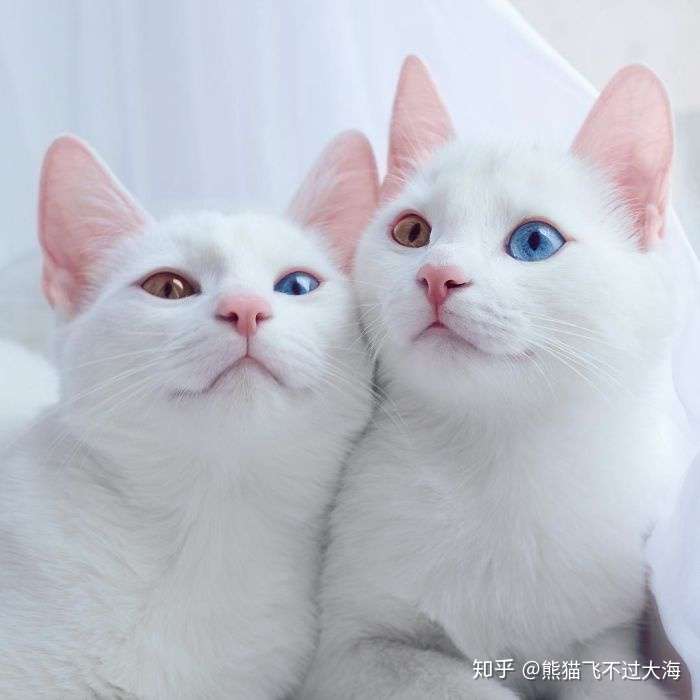 猫咪口角炎后果是什么 知乎