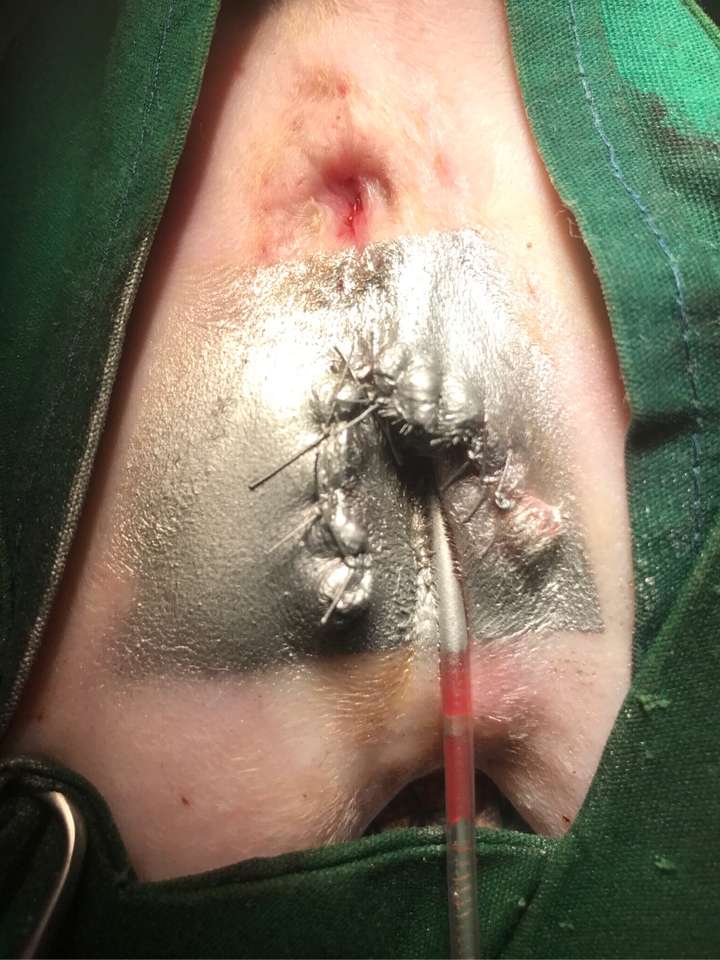 猫咪尿道改造手术后伤口一直流脓不愈合怎么办?