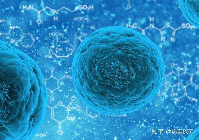 人体中粒细胞堪比84消毒液 专家 它比你们知道的复杂得多 知乎