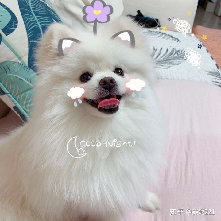 博美柯基哪个更好养.咳 顺便问一下博美和柯基哪个毛比较好摸?