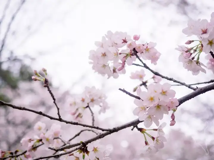 京都赏樱攻略 | 探秘避开人潮的绝美樱花漫步地