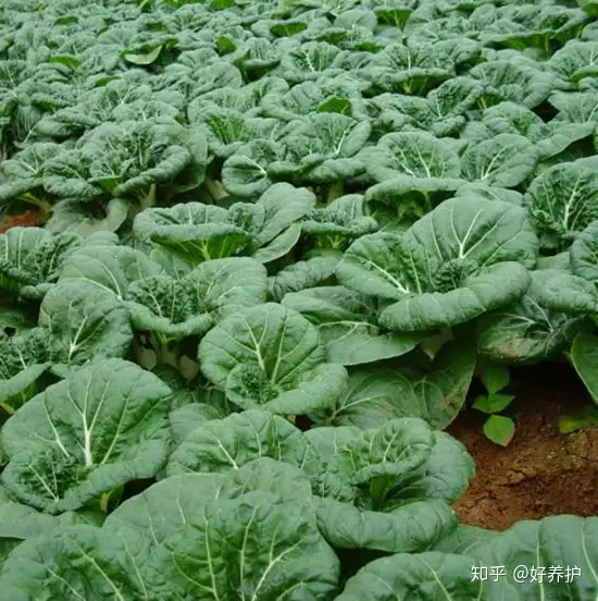 适合庭院地栽的四种最美蔬菜 知乎