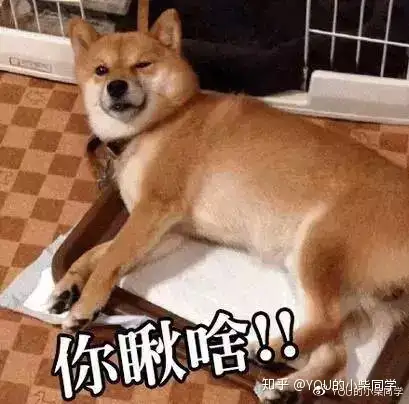 柴犬几个月长为成犬，看了你就知道- 知乎