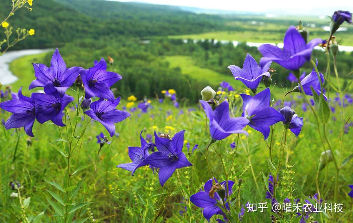 桔梗种植方法与技巧 知乎