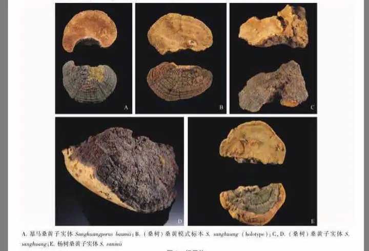 多少钱一斤的桑黄才是真桑黄？（市场上的桑黄多少钱一斤）