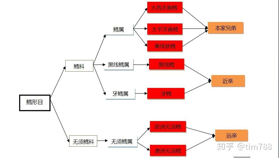 到底什么是鳕鱼 知乎