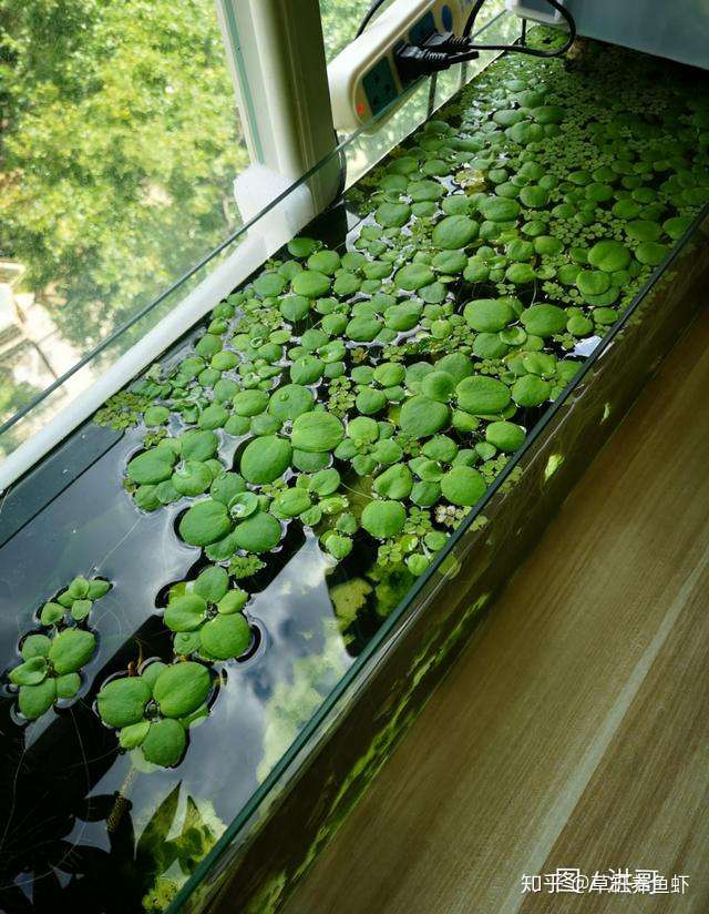 钱多买不来经验 玩草缸的学费交了 水草却死了 其实有些设备你没有必要去追求 知乎