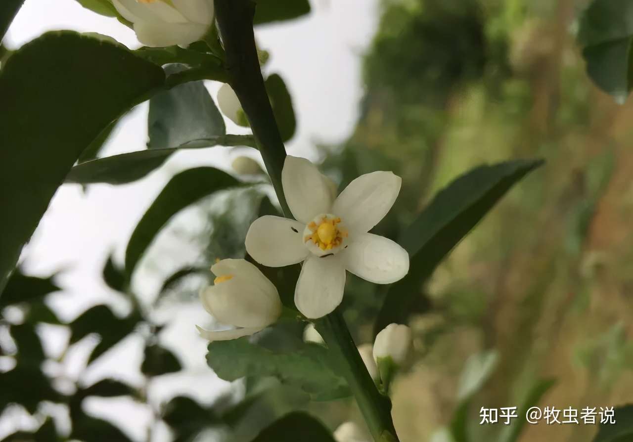 柑橘花前花后防好蓟马 花皮果少一半 你弄懂了吗 知乎