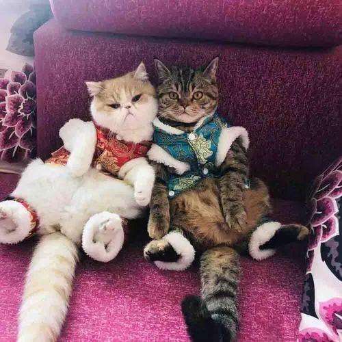 这些理由告诉你 猫咪新年可以带给你好运 知乎